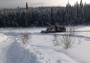 Whitey-in-the-bush--Snow.jpg